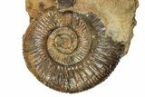 Jurassic Fossil Ammonite (Parkinsonia) Pair - Germany #357388-1
